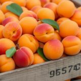 apricot