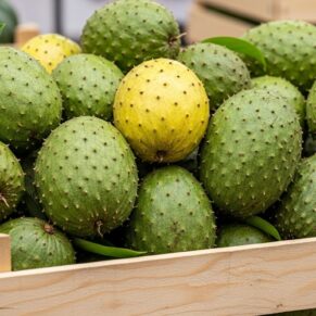 soursop
